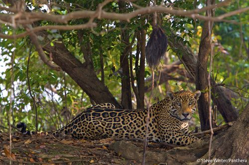The Pantanal ecosystem is one of the most biologically rich environments in the world. By conserving jaguars,: the Pantanal Jaguar Project is also protecting the unique Pantanal ecosystem and the thousands of bird, plant, fish, mammalian, reptile and other species that share their home with the jaguar. Photograph by Steve Winter courtesy of Panthera.